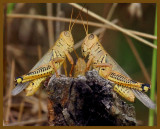 grasshoppers-7-11-12-410b.JPG