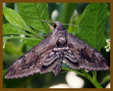 5 spotted hawk moth-7-14-12-964b.JPG