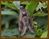 5 spotted hawk moth-7-14-12-959b.JPG