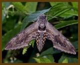 5 spotted hawk moth-7-14-12-979b.JPG