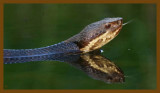 cottonmouth-7-5-12-507c2b.JPG