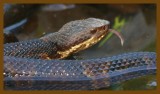 cottonmouth-7-5-12-486c2b.JPG