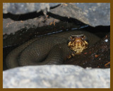cottonmouth-7-20-12-234b.JPG