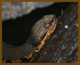 cottonmouth-7-20-12-214b.JPG