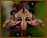 one-eyed sphinx-7-11-12-599b.JPG