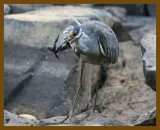 yellow crowned night heron-8-4-12-071b.JPG