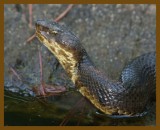 cottonmouth-8-5-12-567b.JPG
