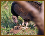 turkey vulture-8-16-12-167b.JPG