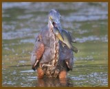 great blue heron-8-16-12-134b.JPG