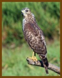 coopers hawk-8-30-12-088c1b.JPG