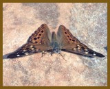 hackberry emperor-9-2-12-398b.JPG