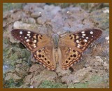 hackberry emperor-9-2-12-384b.JPG