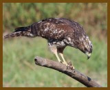 red-shouldered hawk-9-4-12-588b.JPG