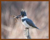 belted-kingfisher 1-13-08 4c12b.jpg