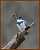 belted-kingfisher 1-12-08 4c29b.jpg