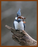 belted-kingfisher 1-16-08 4c40b.jpg