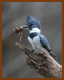 belted-kingfisher 1-16-08 4c34c1b.jpg
