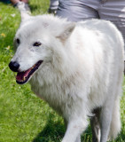 Meet Atka<br> the STAR