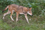 Red Wolves 0134