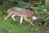 Red Wolves 0144