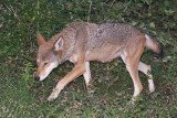Red Wolves 0154