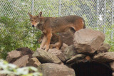 Red Wolves 0171