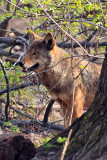 Red Wolves_0272