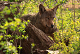Red Wolves_0260
