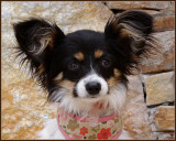 Roxy