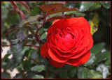 Red Rose