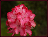 Flora