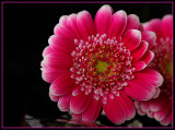 Flora