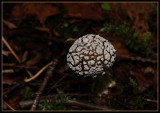 Mushroom
