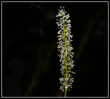 Wild Flower - Vanilla-Leaf