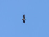 Greater Spotted Eagle Aqulia Clanga 2cy Skanrs Ljung Sweden 20111001a.jpg