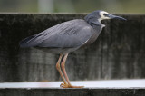 071130 1b White faced Heron Ardea novahollandiae Hauraki bay.jpg