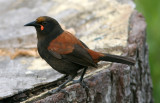 071201 1b North Island Saddleback Philesturnus carunculatus rufusater Tiri Tiri Matangi.jpg