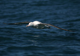 071205 1f Gibsons Wandering Albatross Diomedea exulans gibsoni Kaikura.jpg