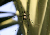 071215 1b Spider sp Gunung Gede-Pangrango NP.jpg