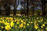 11th April 2011 <br> daffs