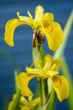 8th June 2011 <br> iris