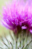 12th August 2011 <br> thistle