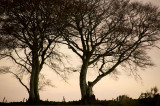 DSC_0097 copy.jpg