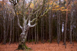 15th November 2011 <br> woods