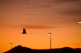 17th November 2011 <br> sun coming up