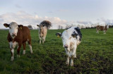 11th May 2012 <br> the cows are out