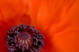 27th May 2012 <br> first poppy