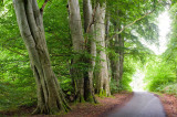 8th July 2012 verdant
