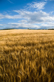 21st August 2012 <br> crops