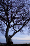 25th January 2008 <br> favourite tree